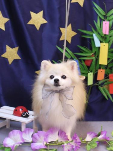 20230722ハニーちゃん